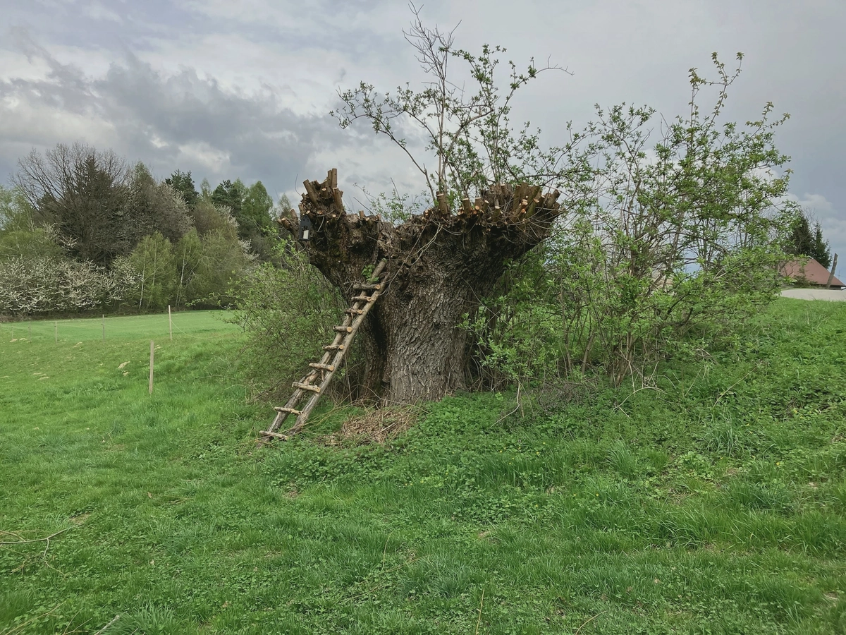 Serie artykułów — Windy Farm