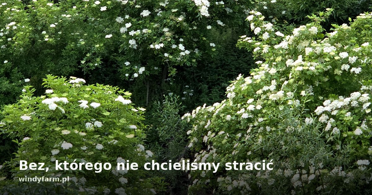 Bez, którego nie chcieliśmy stracić