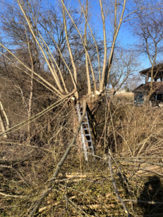 Wierzby i ich cięcie – tradycja czy konieczność?