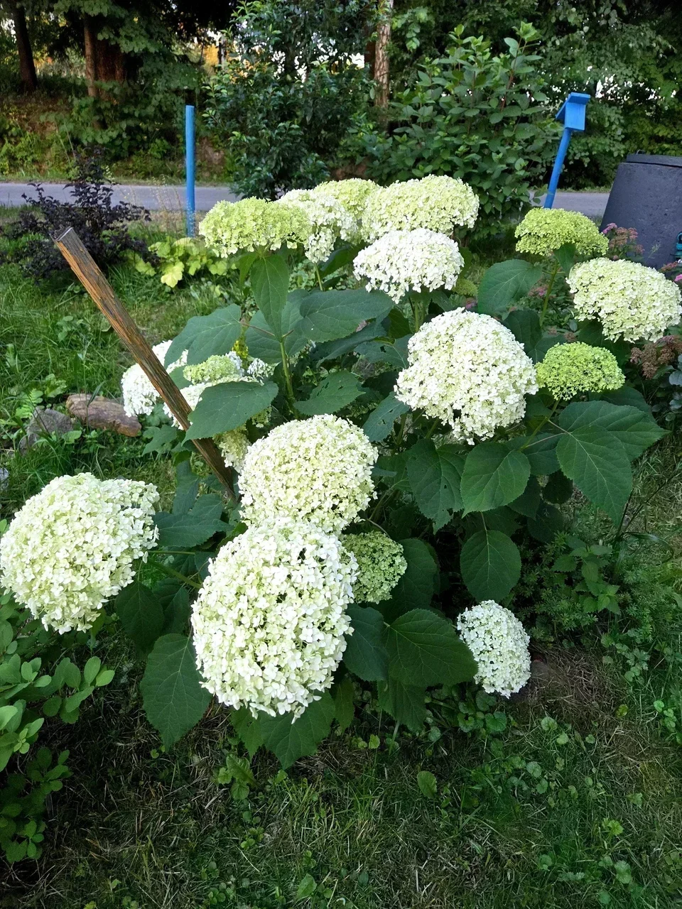 Hortensja Anabelle