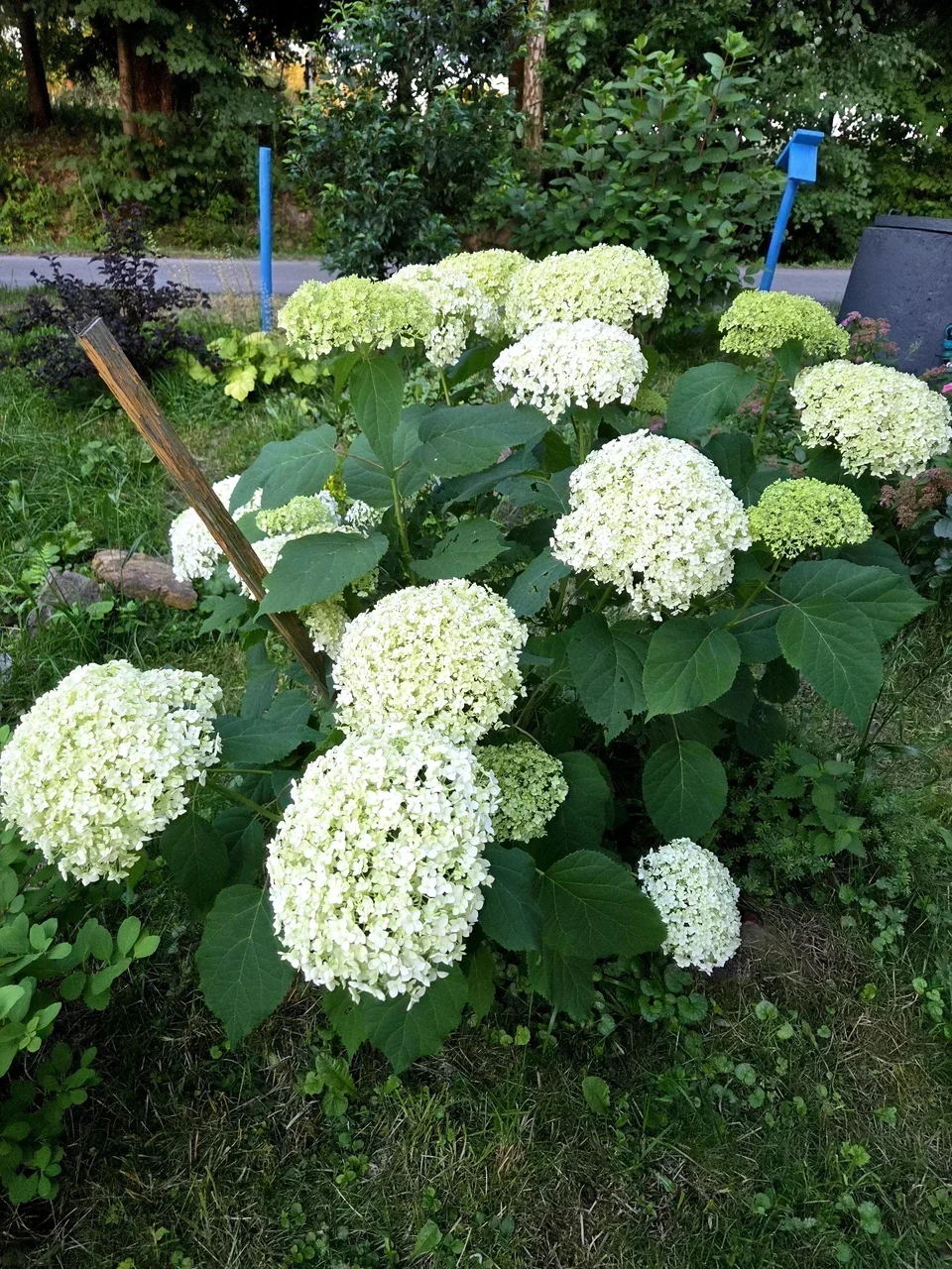 Hortensja Anabelle