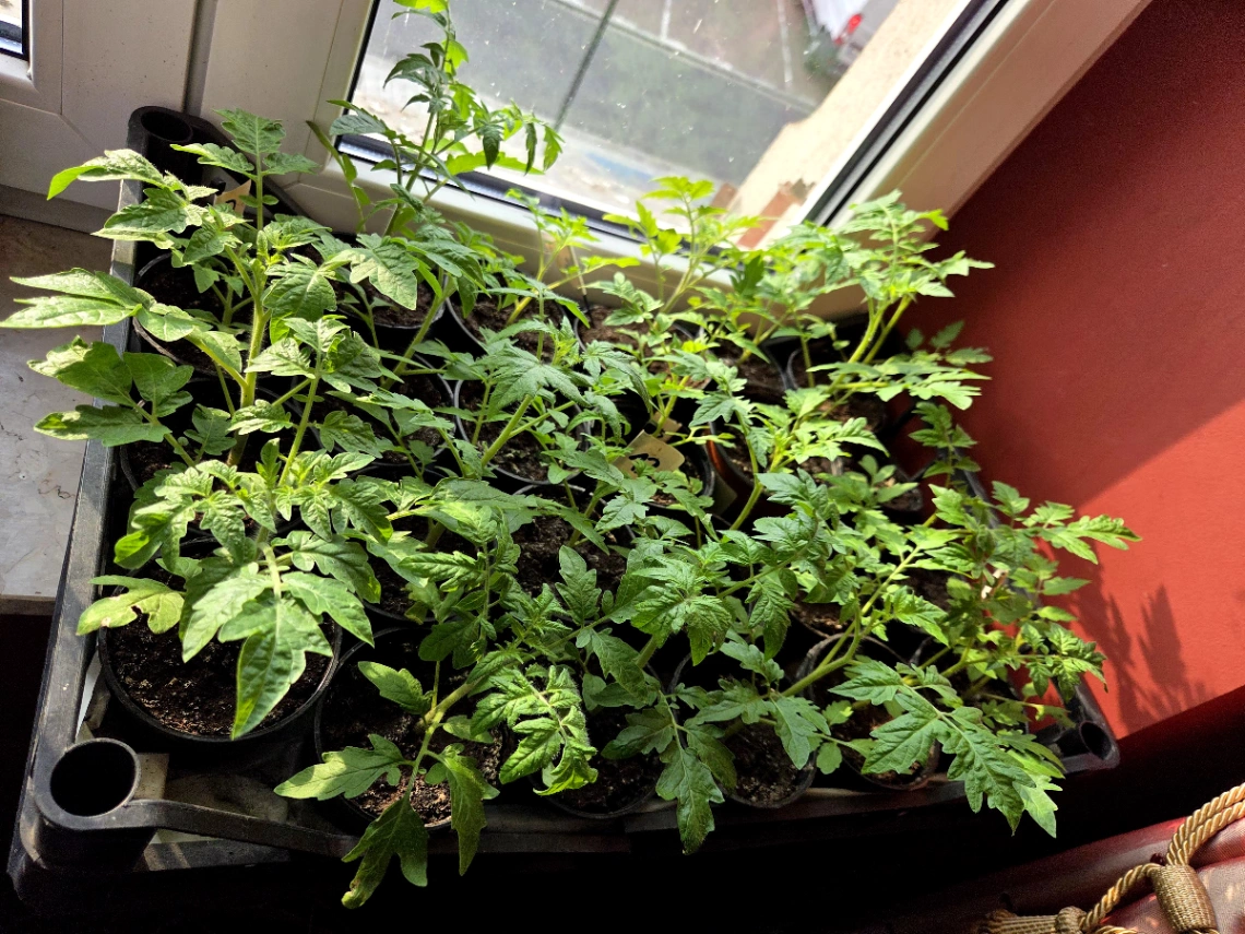 Pomidory - nauka cierpliwości