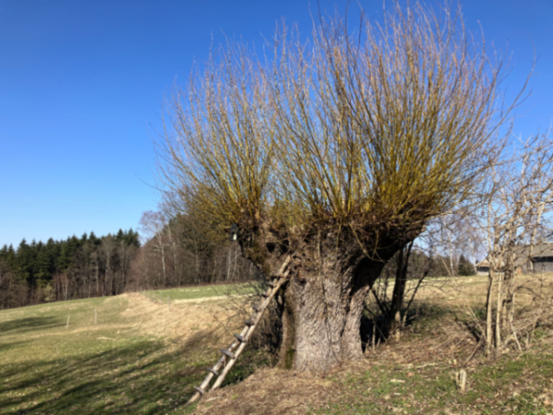 Wierzby i ich cięcie – tradycja czy konieczność?