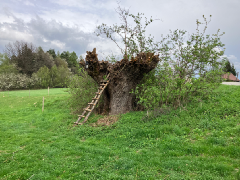 Wierzby i ich cięcie – tradycja czy konieczność?