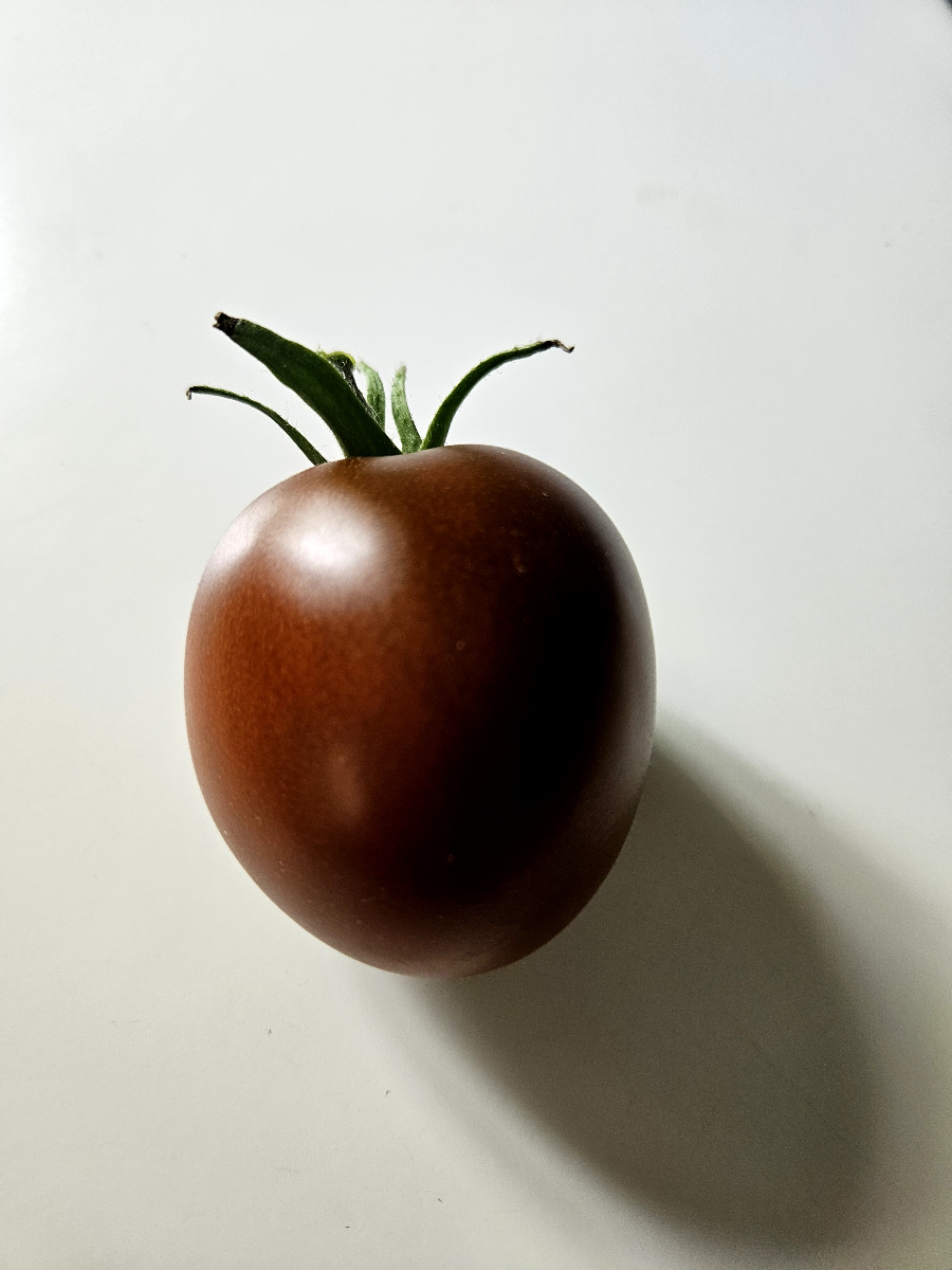 Pomidory - nauka cierpliwości