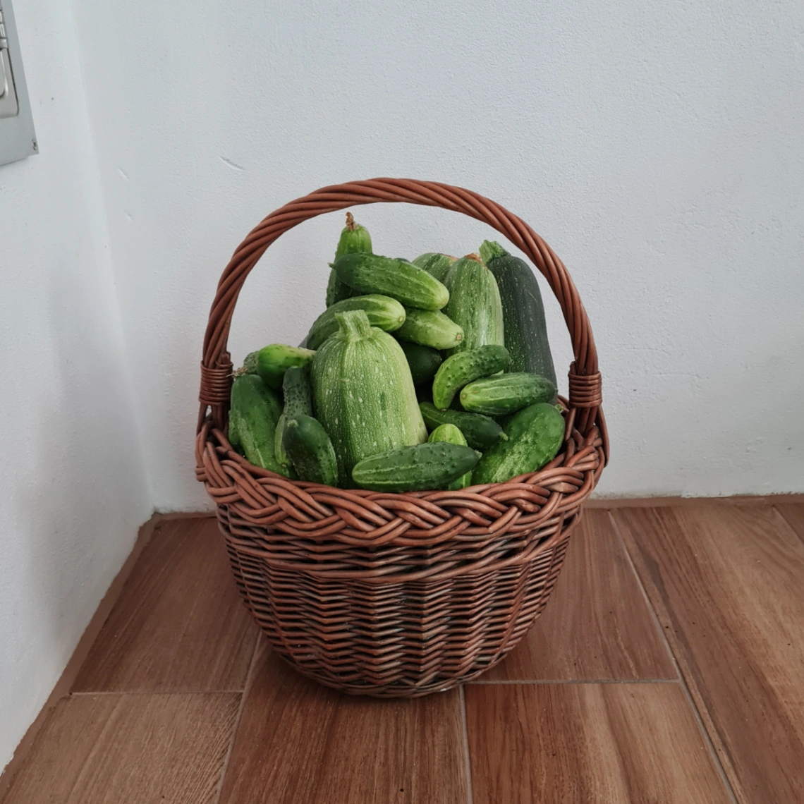 Pierwsze próby upraw