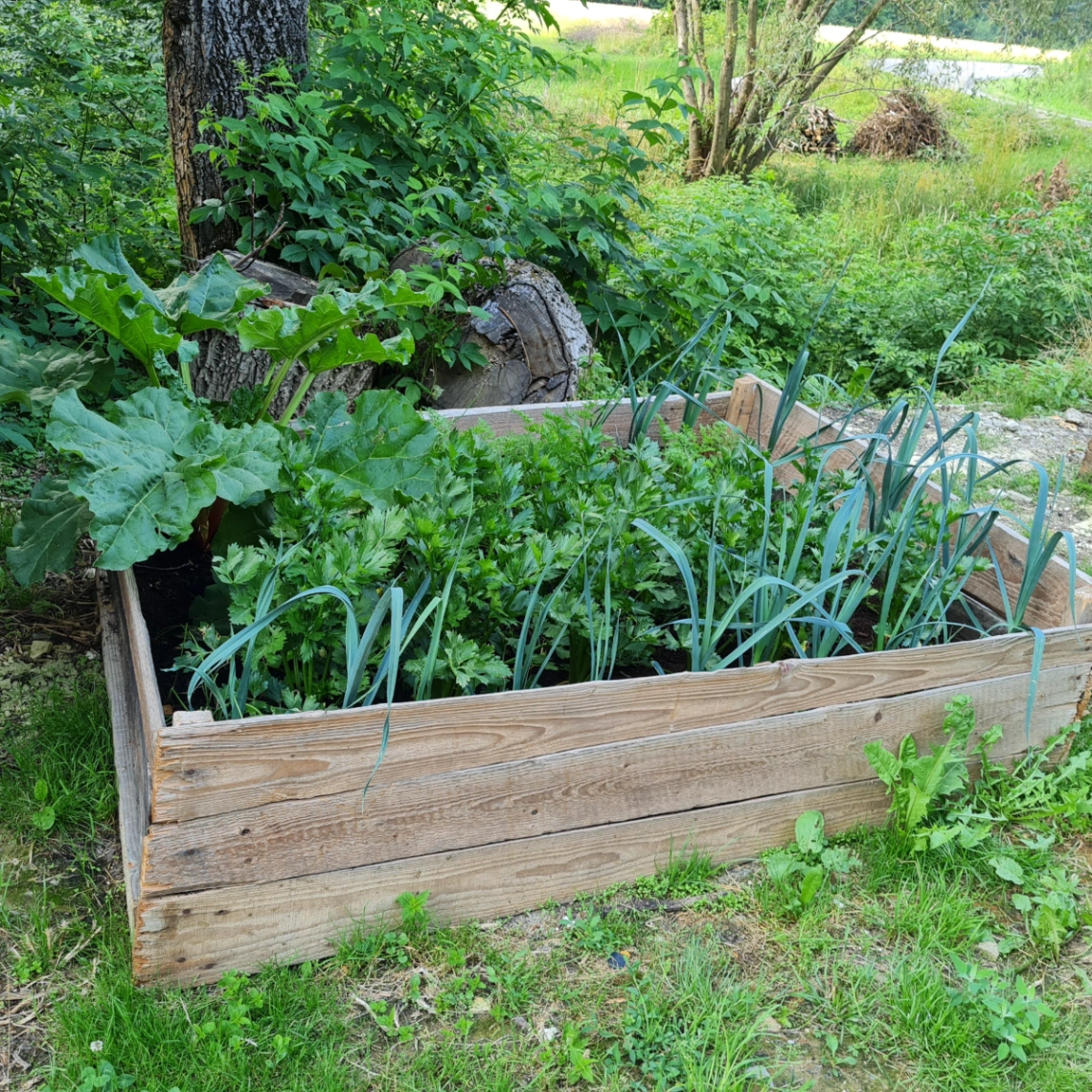 Pierwsze próby upraw