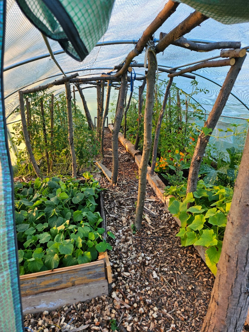 Pomidory - nauka cierpliwości