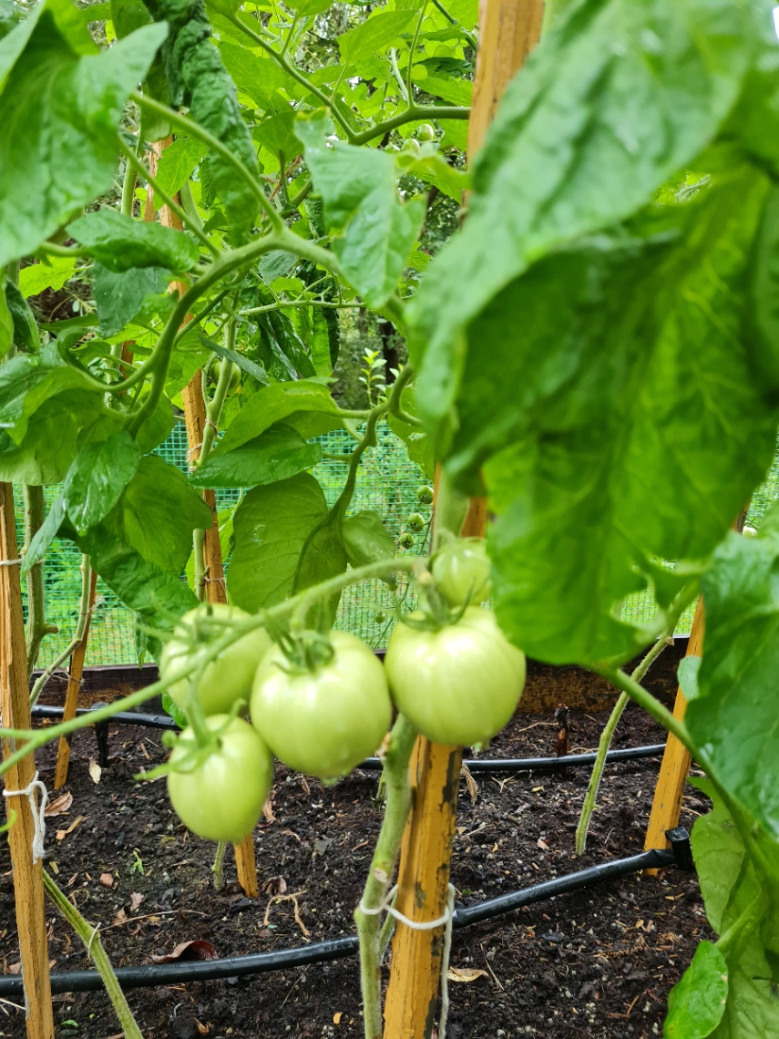 Pomidory - nauka cierpliwości