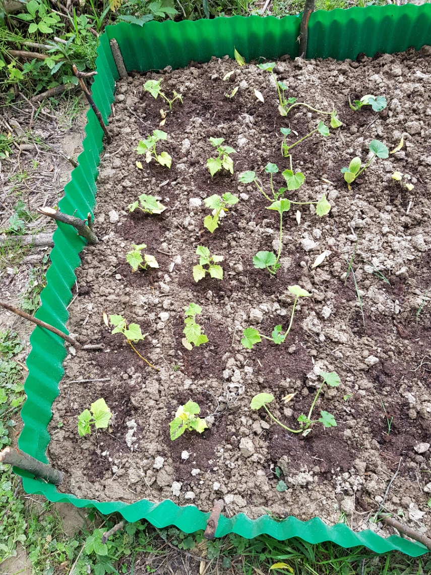 Pierwsze próby upraw