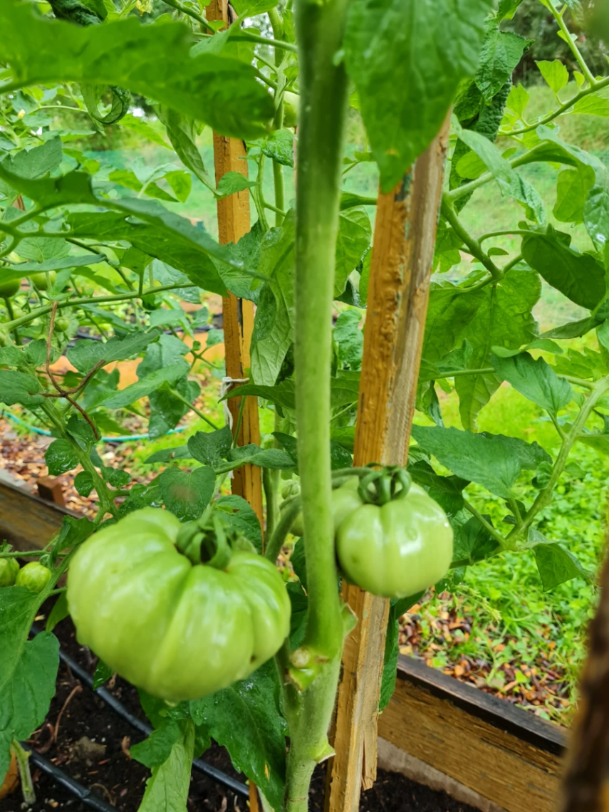 Pierwsze próby upraw