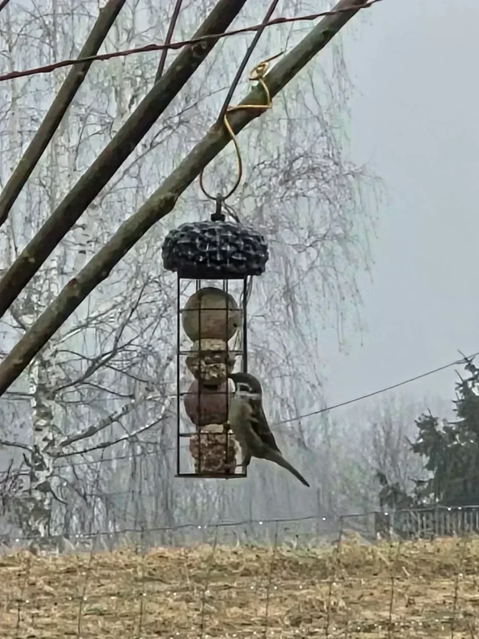 Zimowe dokarmianie ptaków. Mały gest, który robi dużą różnicę