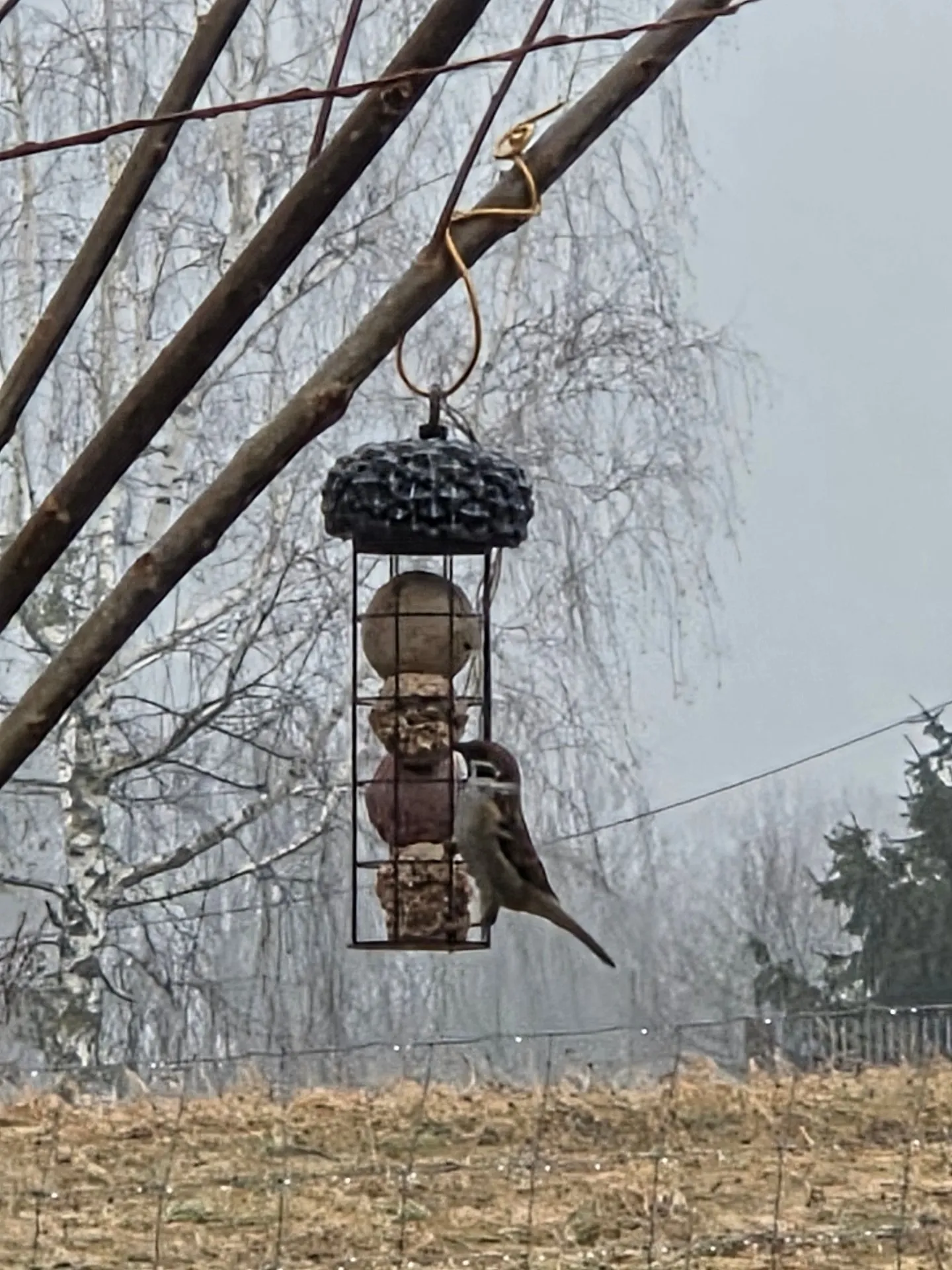 Zimowe dokarmianie ptaków. Mały gest, który robi dużą różnicę