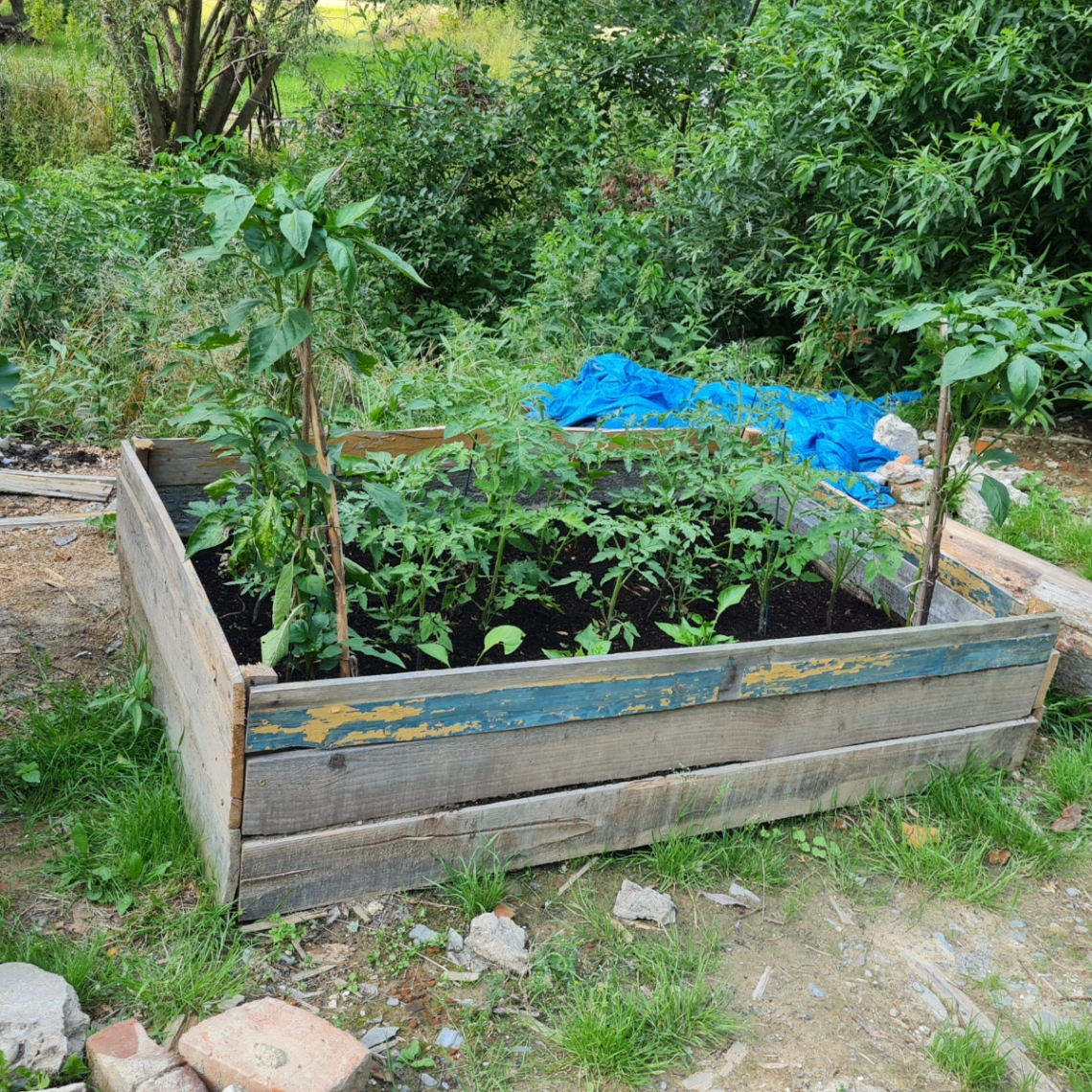 Pomidory - nauka cierpliwości