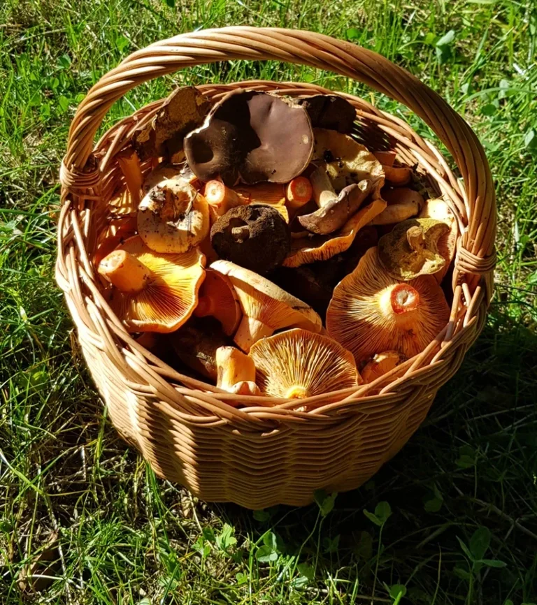 Koszyk z grzybami