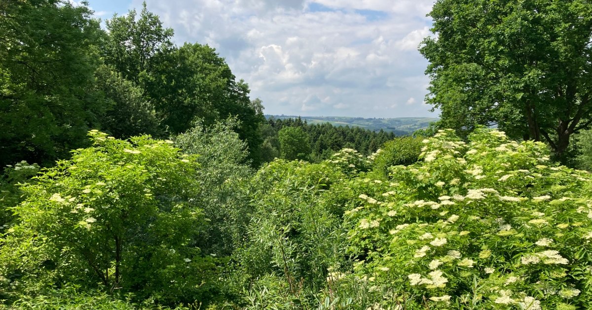 Czarny bez – roślina, która była tu przed nami