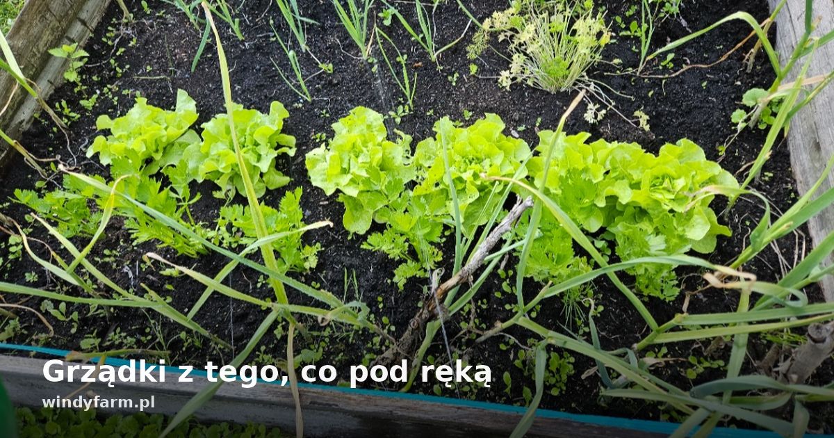 Grządki z tego, co pod ręką