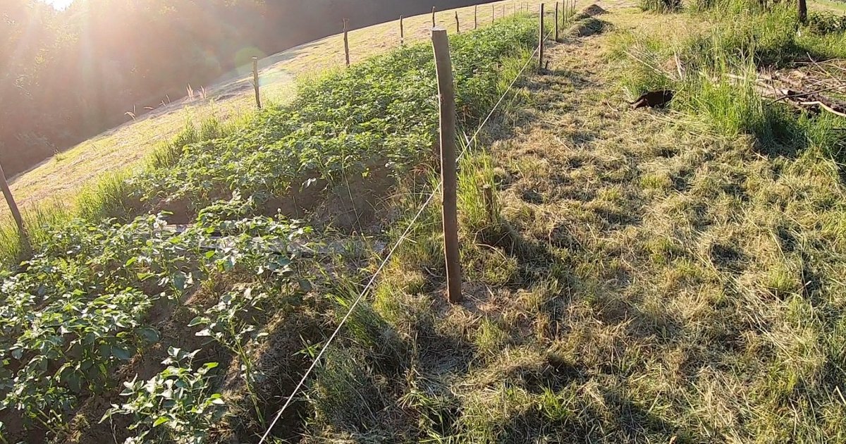 Kwatery na polu: ogrodzenie z wierzby, które da się przełożyć