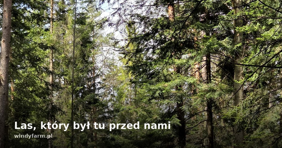 Las, który był tu przed nami