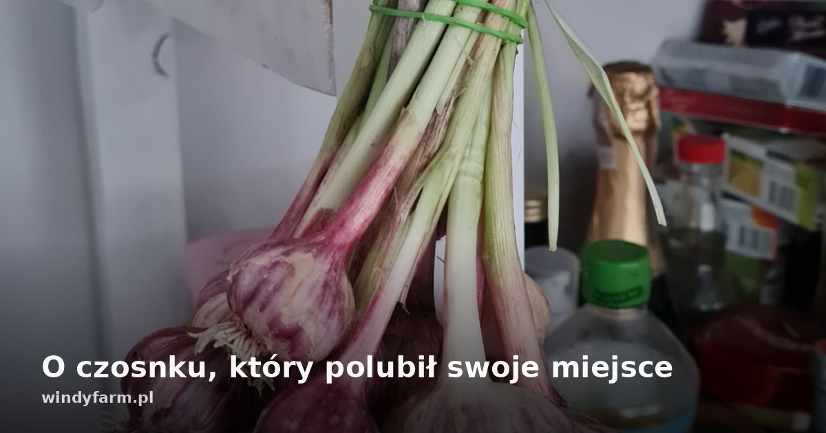 O czosnku, który polubił swoje miejsce