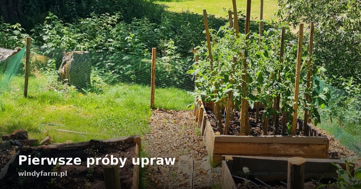 Pierwsze próby upraw