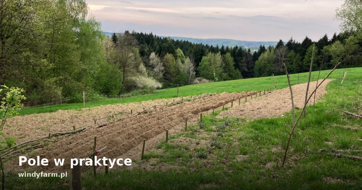 Pole w praktyce