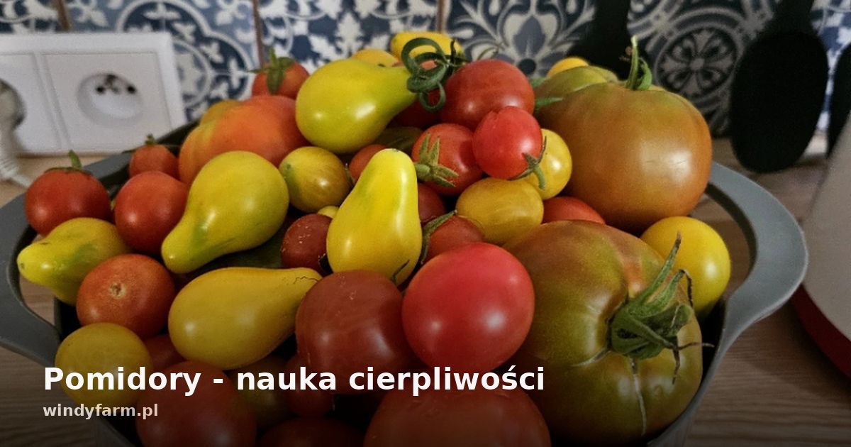 Pomidory - nauka cierpliwości