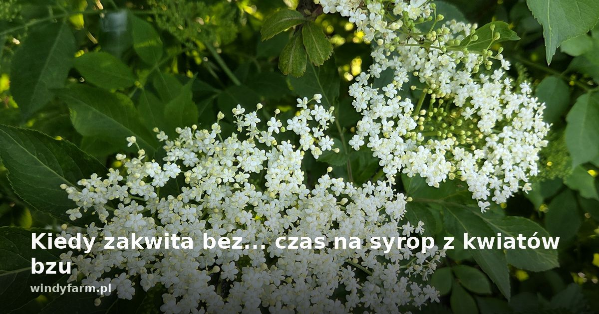 Kiedy zakwita bez... czas na syrop z kwiatów bzu