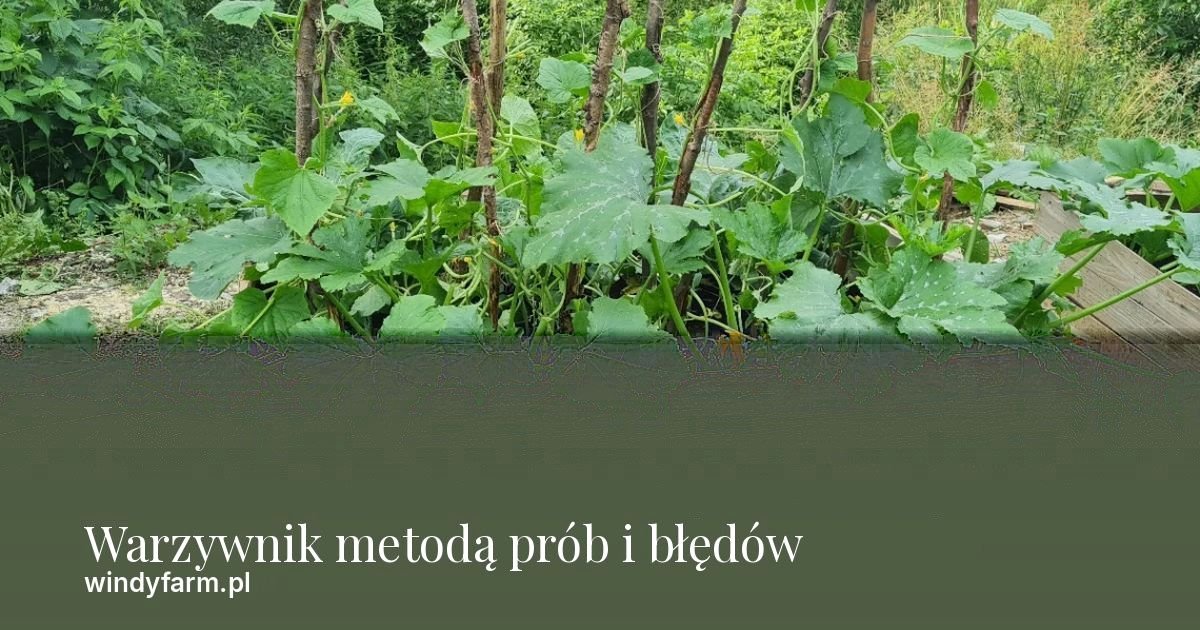 Warzywnik metodą prób i błędów