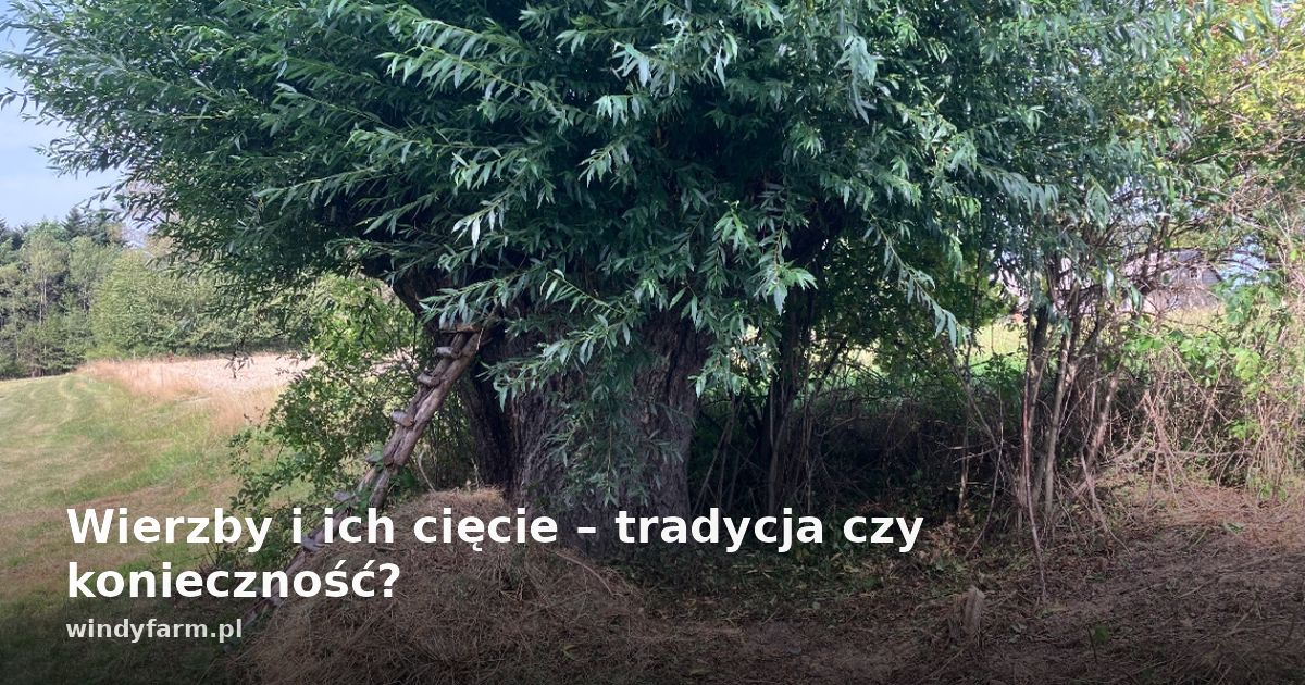Wierzby i ich cięcie – tradycja czy konieczność?