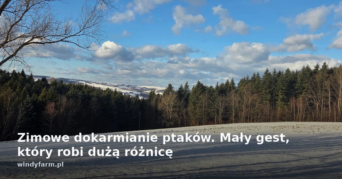 Zimowe dokarmianie ptaków. Mały gest, który robi dużą różnicę